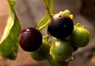 龍葵果可以治癌癥嗎？吃龍葵果有什么好處