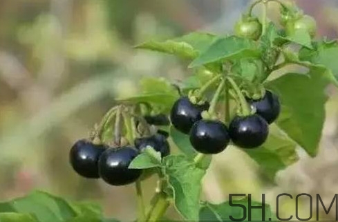 孕婦可以吃龍葵果嗎？龍葵果怎么泡酒
