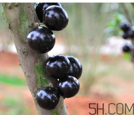 樹(shù)葡萄皮和核能吃嗎？樹(shù)葡萄多久結(jié)果