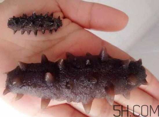 海參是海鮮嗎？海參是動物還是植物？