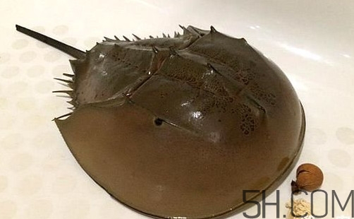 中華鱟是保護(hù)動物嗎？中華鱟和圓尾鱟的區(qū)別