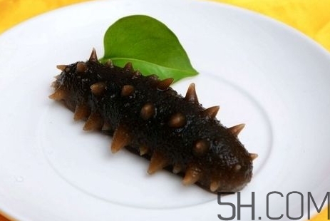 海參是高蛋白食物嗎？海參是素食嗎？