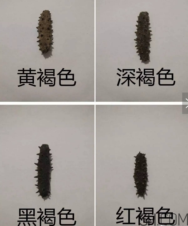 海參顏色深好還是淺好？海參顏色發(fā)白時(shí)怎么回事？