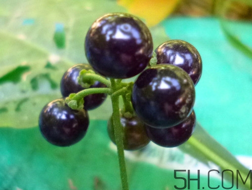 龍葵果泡酒有什么功能？龍葵果的功效與作用