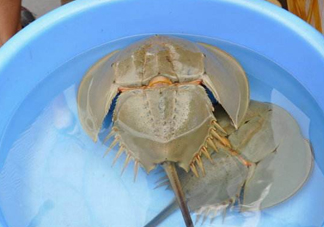 中華鱟能吃嗎？中華鱟怎么讀