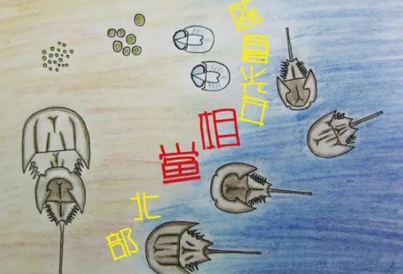 中華鱟能活多久？中華鱟最大能長(zhǎng)多大