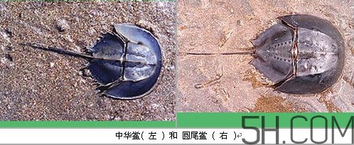 中華鱟是保護(hù)動物嗎？中華鱟和圓尾鱟的區(qū)別