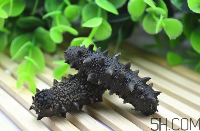 海參是越大越好嗎？海參的生長年限與營養(yǎng)價(jià)值有關(guān)嗎？