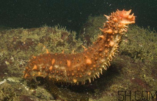 海參是海鮮嗎？海參是動物還是植物？