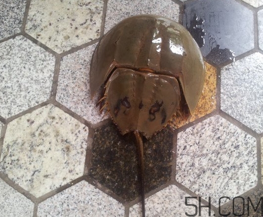 中華鱟多少錢一斤？中華鱟有什么藥用價值