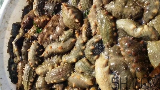 海參顏色深好還是淺好？海參顏色發(fā)白時(shí)怎么回事？