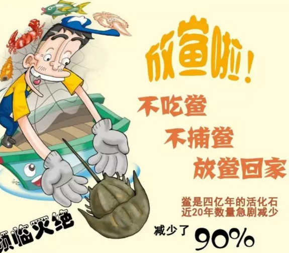 中華鱟能活多久？中華鱟最大能長(zhǎng)多大