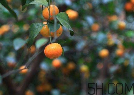 沙糖桔什么時(shí)候施鉀肥？沙糖桔什么時(shí)候種植