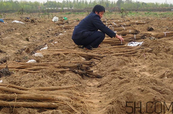 牛蒡要種多久才可以收割？女性喝牛蒡茶有什么好處