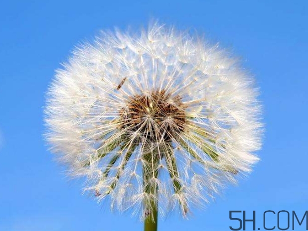蒲公英能去胎毒嗎？吃什么可以去胎毒？