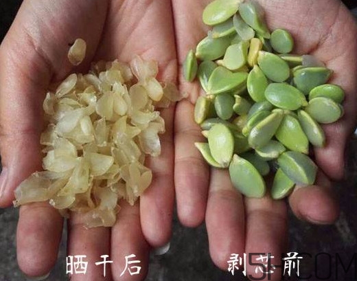 皂角米什么人不能吃？皂角米什么地方產(chǎn)的好？