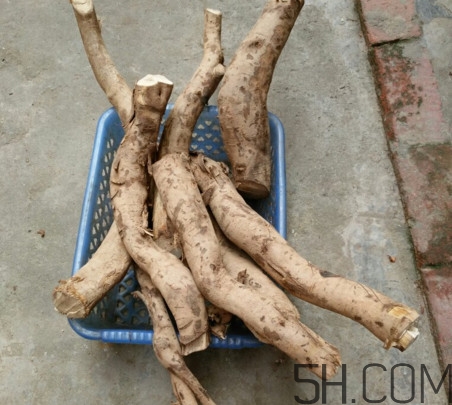 牛蒡是牛大力嗎？牛蒡和牛大力的區(qū)別