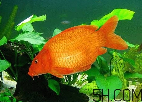 荷包紅鯉魚多少錢一斤？荷包紅鯉魚能吃嗎
