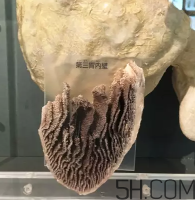 牛百葉和毛肚是一個(gè)東西嗎？牛百葉上面有層黑皮能吃嗎？