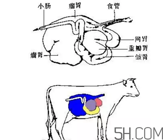 牛百葉和毛肚是一個(gè)東西嗎？牛百葉上面有層黑皮能吃嗎？
