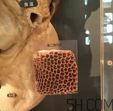 牛百葉和毛肚是一個(gè)東西嗎？牛百葉上面有層黑皮能吃嗎？