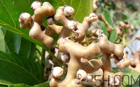 拐棗能夠治療風(fēng)濕嗎？拐棗的藥用價值有哪些？