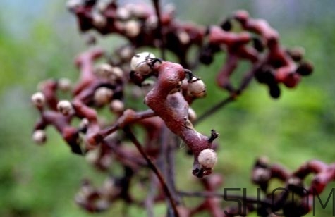 血藤跟拐棗可以一起泡酒嗎？拐棗可以和什么搭配泡酒？