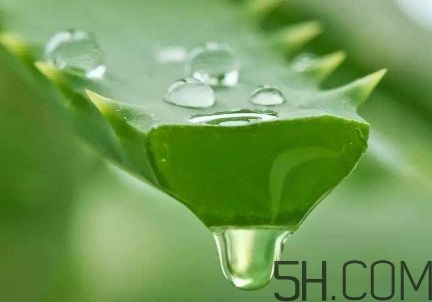 蘆薈泡酒可以喝嗎？蘆薈泡酒治什么?。?></p><h3>蘆薈酒的制作方法</h3><p>原料：50度-60度糧食白酒40-45份、蘆薈40-45份、黃芪3-6份、五味子3-6份、枸杞3-6份、甘草 1-2份和蜂蜜1-2份。</p><p>制作：</p><p>1、先將鮮蘆薈葉清洗、消毒、再沖洗、晾干、去刺、切片，加入到白酒中。</p><p>2、浸泡10-30天，過濾去渣后得到原汁蘆薈酒。</p><p>3、再將黃芪、五味子、枸杞、甘草和蜂蜜加入原汁蘆薈酒中浸泡15-30天，經(jīng)調(diào)味陳釀后得到的液體即為蘆薈酒。</p>		</div>
<div align=