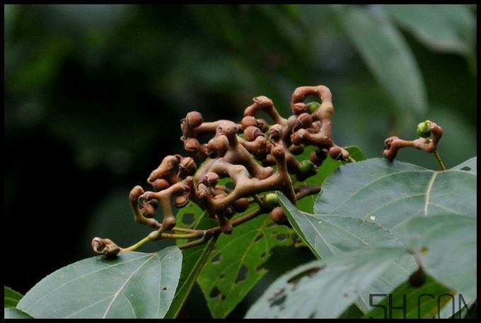 拐棗能夠治療風(fēng)濕嗎？拐棗的藥用價值有哪些？