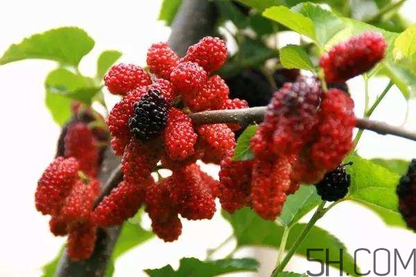 血藤跟拐棗可以一起泡酒嗎？拐棗可以和什么搭配泡酒？