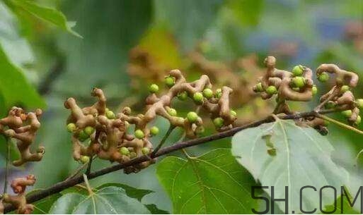 拐棗可以和枸杞一起泡酒嗎？拐棗和枸杞泡酒怎么做？