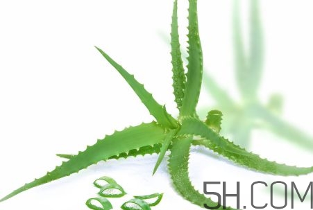 蘆薈泡酒可以喝嗎？蘆薈泡酒治什么??？