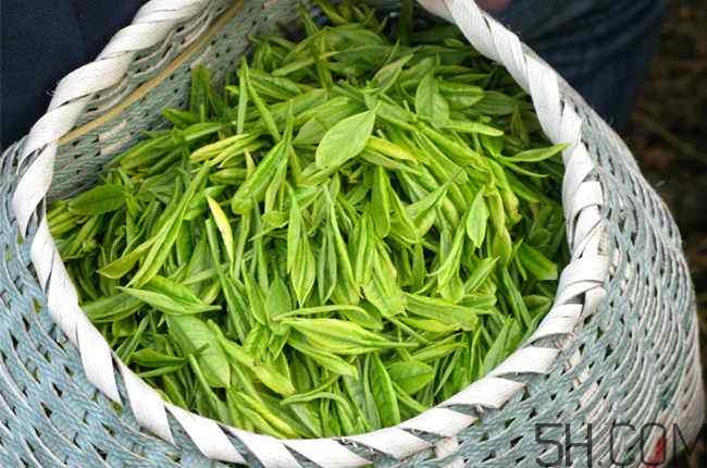 茶葉發(fā)霉是什么樣子？茶葉發(fā)霉怎么鑒別？