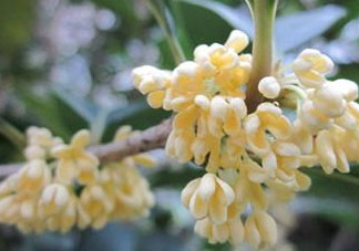 桂花可以放冰箱嗎？新鮮桂花可以放冰箱嗎？