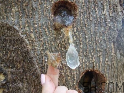 雪燕是什么樹種植的？雪燕是涼性還是熱性