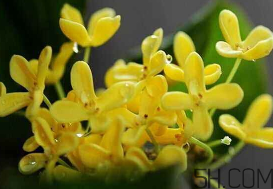 桂花可以放冰箱嗎？新鮮桂花可以放冰箱嗎？