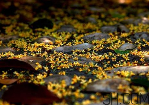 桂花可以放冰箱嗎？新鮮桂花可以放冰箱嗎？