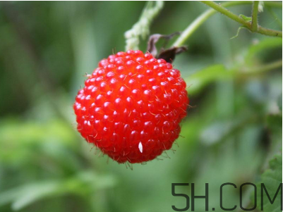 覆盆子的作用有哪些？覆盆子和桑葚哪個(gè)好吃？