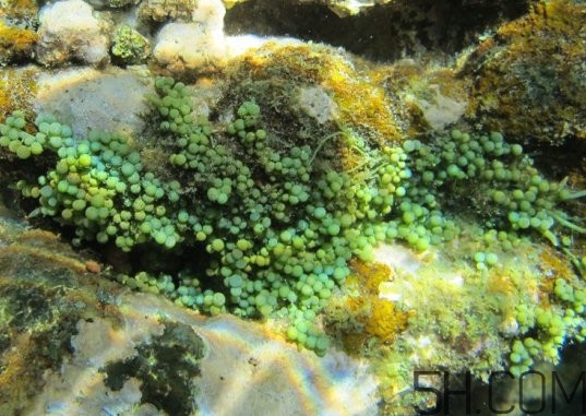 海葡萄多少錢一斤？海葡萄是什么味道