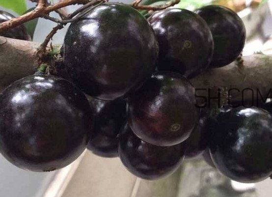 嘉寶果幾年結(jié)果？嘉寶果好吃嗎
