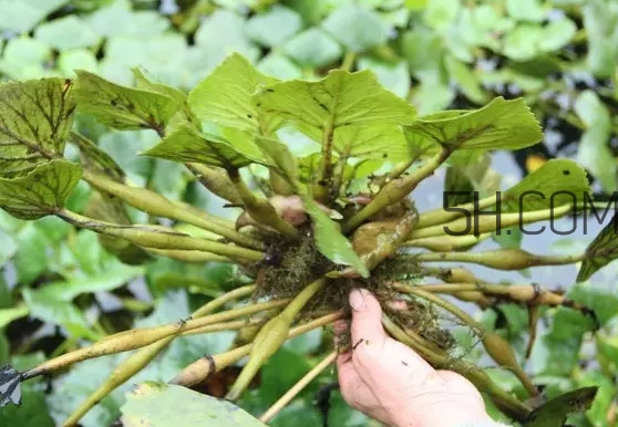 菱角好吃嗎？菱角長在什么地方