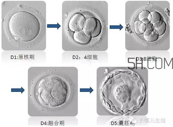 試管嬰兒有什么風險？試管嬰兒長大后的弊端