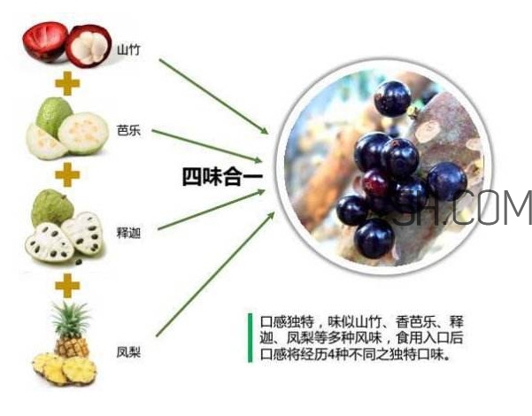 嘉寶果怎么吃？嘉寶果什么時候種植