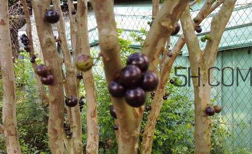 嘉寶果幾年結(jié)果？嘉寶果好吃嗎