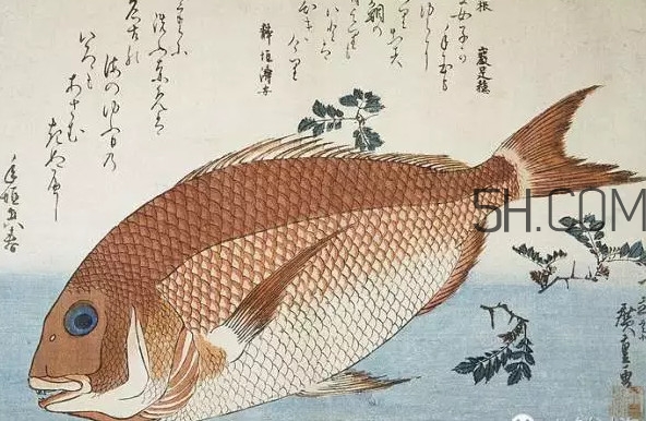 鯛魚是什么魚？鯛魚是什么樣子的