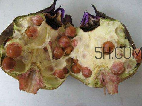 芡實(shí)有什么作用？芡實(shí)是哪里的特產(chǎn)