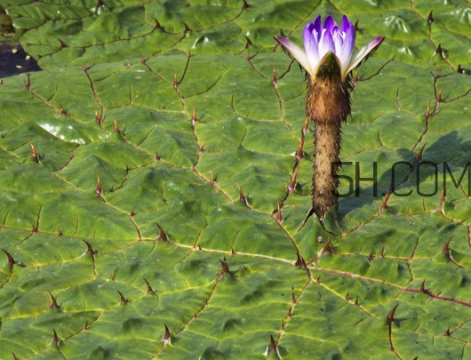 芡實是蓮子嗎？芡實是長在哪里的