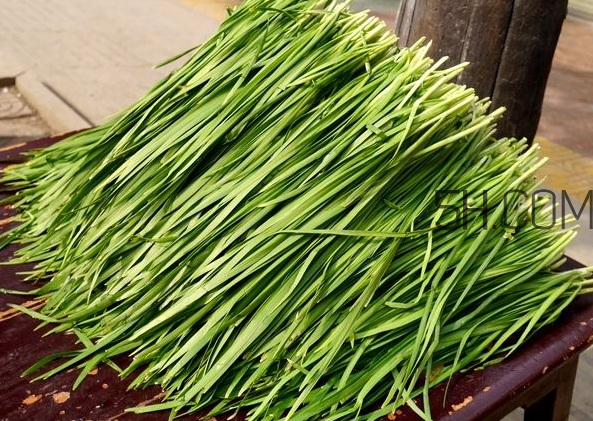 立秋后可以種韭菜嗎？怎樣種韭菜？