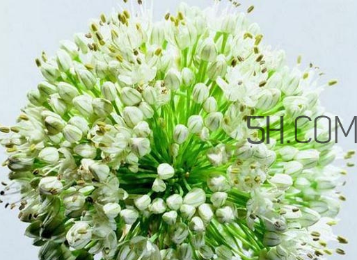 什么人不能吃韭菜花？肝火旺可以吃韭菜嗎？