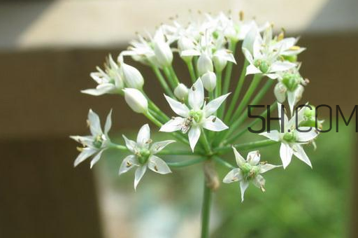 什么人不能吃韭菜花？肝火旺可以吃韭菜嗎？